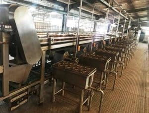 Industrial Coconut Processing and Conveyor Line