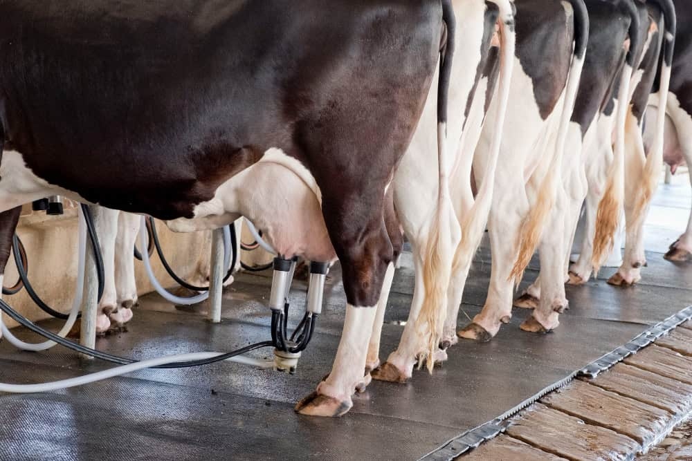 Milking Parlor Pipeline Vacuum and Milk Pump System - NK Dairy Equipments