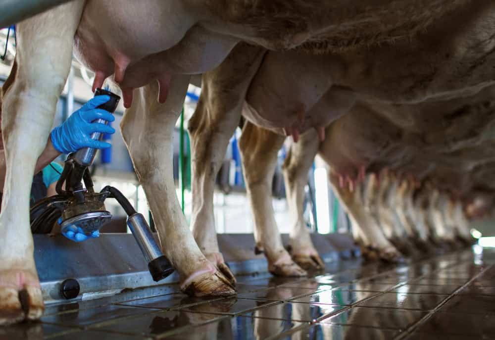 Dairy farmer attaching teat cups for automatic milking - NK Dairy Equipments