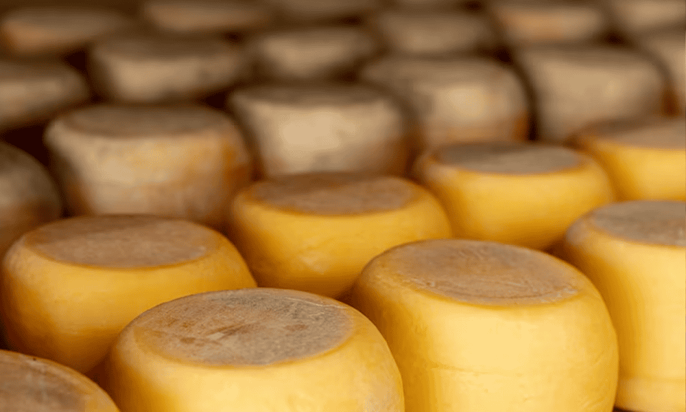 Fresh cheese wheels produced by NK Dairy Equipment for premium dairy products