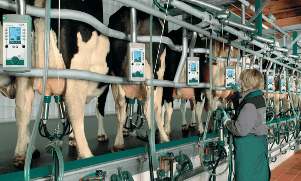 GEA EuroClass Herringbone Milking Parlor with Metatron Controls - NK Dairy Equipments
