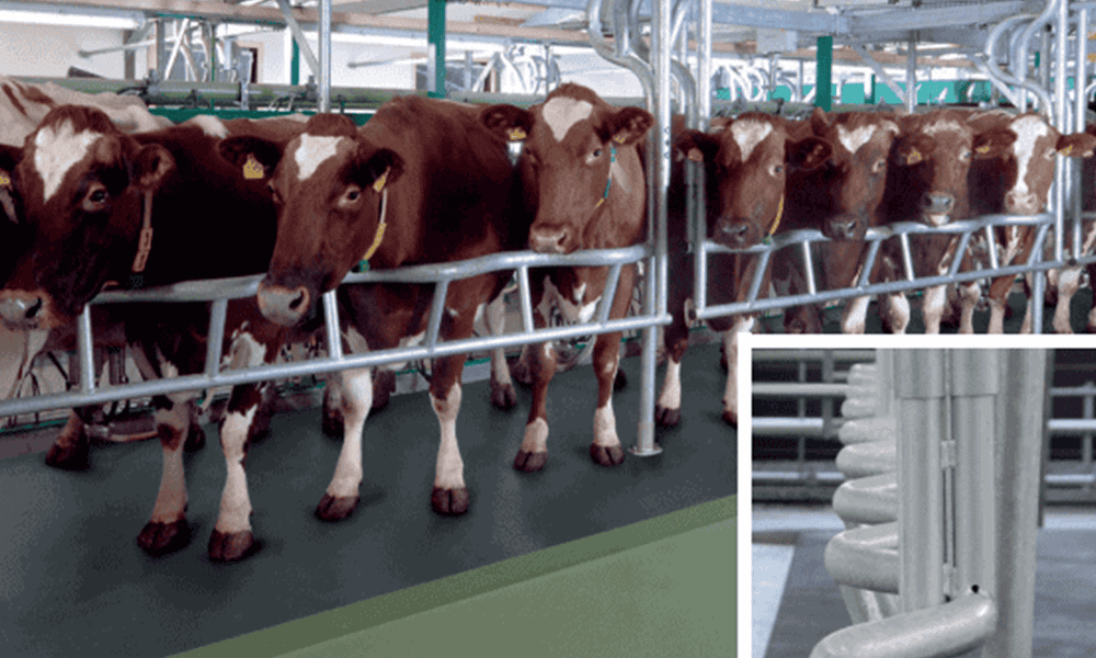 Healthy dairy cows in a modern milking parlor equipped with NK Dairy Equipments