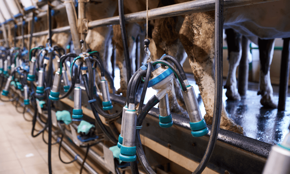 Automatic milking system with milking robots at a dairy farm - NK Dairy Equipments