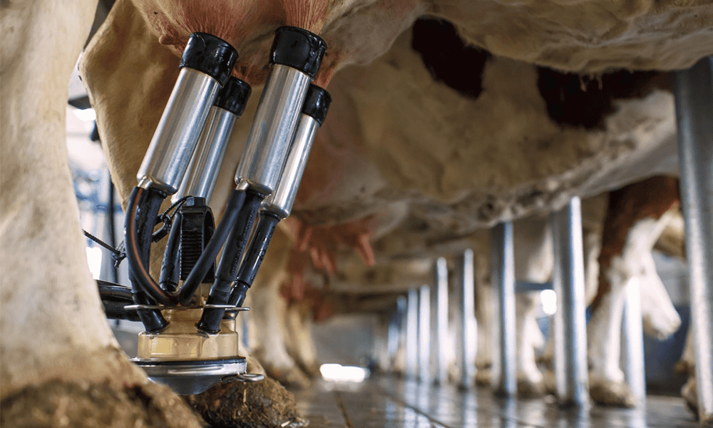 Teat cups and milking cluster in action on dairy cow - NK Dairy Equipments