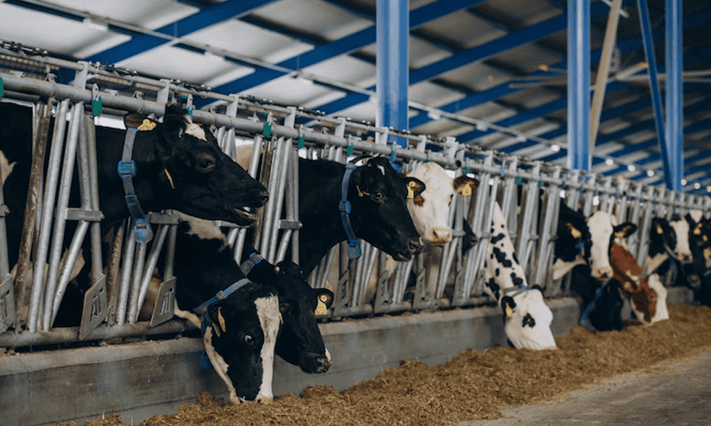 Modern dairy cow farm with NK Dairy Equipments for efficient milk production and livestock management